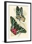 European Butterflies and Moths-James Duncan-Framed Art Print