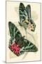 European Butterflies and Moths-James Duncan-Mounted Art Print