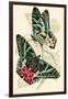 European Butterflies and Moths-James Duncan-Framed Art Print