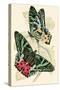 European Butterflies and Moths-James Duncan-Stretched Canvas