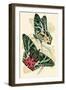 European Butterflies and Moths-James Duncan-Framed Art Print