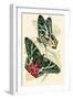 European Butterflies and Moths-James Duncan-Framed Art Print