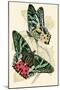 European Butterflies and Moths-James Duncan-Mounted Art Print