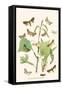 European Butterflies and Moths-W.F. Kirby-Framed Stretched Canvas