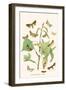 European Butterflies and Moths-W.F. Kirby-Framed Art Print