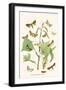 European Butterflies and Moths-W.F. Kirby-Framed Art Print