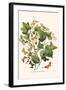 European Butterflies and Moths-W.F. Kirby-Framed Art Print