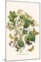 European Butterflies and Moths-W.F. Kirby-Mounted Art Print