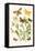 European Butterflies and Moths-W.F. Kirby-Framed Stretched Canvas