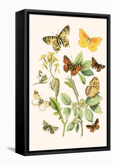 European Butterflies and Moths-W.F. Kirby-Framed Stretched Canvas