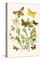 European Butterflies and Moths-W.F. Kirby-Stretched Canvas