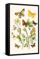 European Butterflies and Moths-W.F. Kirby-Framed Stretched Canvas