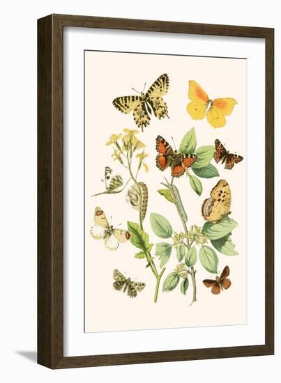 European Butterflies and Moths-W.F. Kirby-Framed Art Print