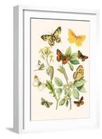 European Butterflies and Moths-W.F. Kirby-Framed Art Print