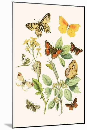 European Butterflies and Moths-W.F. Kirby-Mounted Art Print