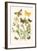 European Butterflies and Moths-W.F. Kirby-Framed Art Print