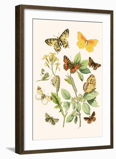 European Butterflies and Moths-W.F. Kirby-Framed Art Print