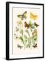 European Butterflies and Moths-W.F. Kirby-Framed Art Print