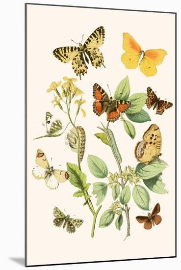 European Butterflies and Moths-W.F. Kirby-Mounted Art Print