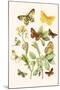 European Butterflies and Moths-W.F. Kirby-Mounted Art Print