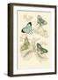 European Butterflies and Moths-James Duncan-Framed Art Print