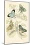 European Butterflies and Moths-James Duncan-Mounted Art Print