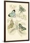 European Butterflies and Moths-James Duncan-Framed Art Print