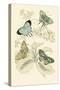 European Butterflies and Moths-James Duncan-Stretched Canvas