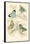 European Butterflies and Moths-James Duncan-Framed Stretched Canvas