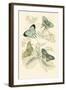 European Butterflies and Moths-James Duncan-Framed Art Print