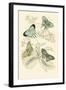 European Butterflies and Moths-James Duncan-Framed Art Print