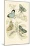 European Butterflies and Moths-James Duncan-Mounted Art Print