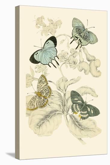 European Butterflies and Moths-James Duncan-Stretched Canvas