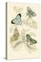 European Butterflies and Moths-James Duncan-Stretched Canvas