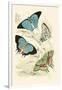 European Butterflies and Moths-James Duncan-Framed Art Print