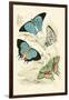 European Butterflies and Moths-James Duncan-Framed Art Print