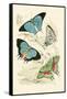 European Butterflies and Moths-James Duncan-Framed Stretched Canvas