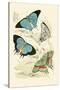 European Butterflies and Moths-James Duncan-Stretched Canvas