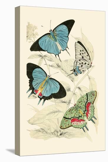 European Butterflies and Moths-James Duncan-Stretched Canvas