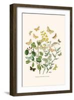 European Butterflies and Moths-W.F. Kirby-Framed Art Print