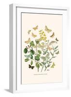 European Butterflies and Moths-W.F. Kirby-Framed Art Print