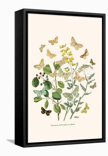 European Butterflies and Moths-W.F. Kirby-Framed Stretched Canvas