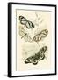 European Butterflies and Moths-James Duncan-Framed Art Print