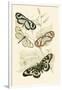 European Butterflies and Moths-James Duncan-Framed Art Print