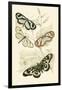 European Butterflies and Moths-James Duncan-Framed Art Print