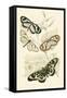 European Butterflies and Moths-James Duncan-Framed Stretched Canvas