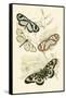 European Butterflies and Moths-James Duncan-Framed Stretched Canvas