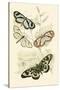 European Butterflies and Moths-James Duncan-Stretched Canvas