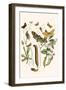 European Butterflies and Moths-W.F. Kirby-Framed Art Print