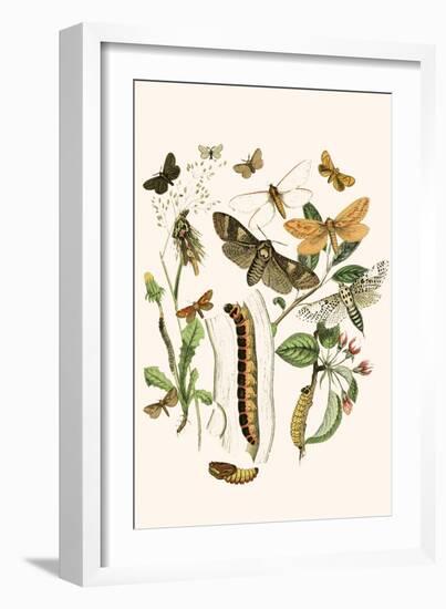 European Butterflies and Moths-W.F. Kirby-Framed Art Print